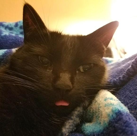 chrissykitten10